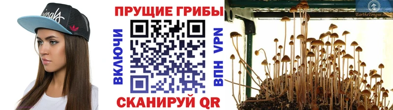 наркота  Юрьевец  Псилоцибиновые грибы MAGIC MUSHROOMS 